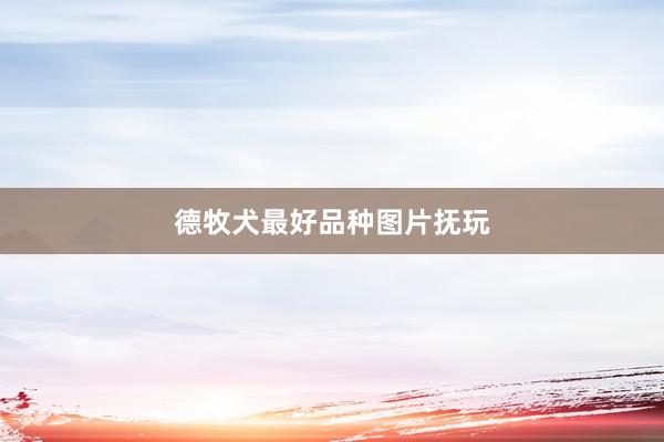 德牧犬最好品种图片抚玩